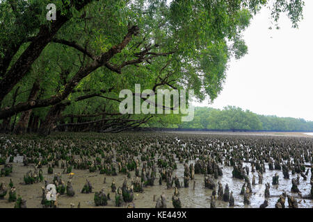 Atmung keora Wurzeln der Bäume an der weltweit größten Mangrovenwald Sundarbans, berühmt für die Royal Bengal Tiger und UNESCO-Weltkulturerbe Im ba Stockfoto