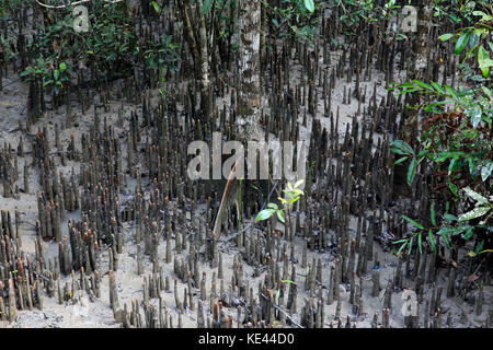 Atmung sundori Wurzeln der Bäume an der weltweit größten Mangrovenwald Sundarbans, berühmt für die Royal Bengal Tiger und UNESCO-Weltkulturerbe Im Stockfoto