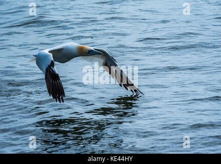 Gannett Tiefflug über dem Meer Stockfoto