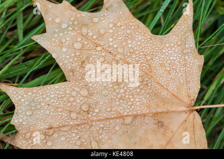 Tau auf gefallene Maple Leaf. Surrey, Großbritannien. Stockfoto