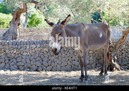 Esel in Olivenhain auf Mallorca, Spanien Stockfoto