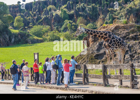 Parque de la Naturaleza de Cabárceno, Giraffe posieren für die Kameras Stockfoto