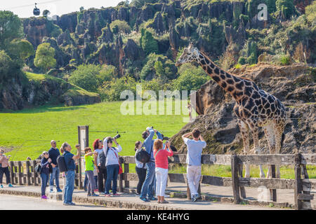 Parque de la Naturaleza de Cabárceno, Giraffe posieren für die Kameras Stockfoto