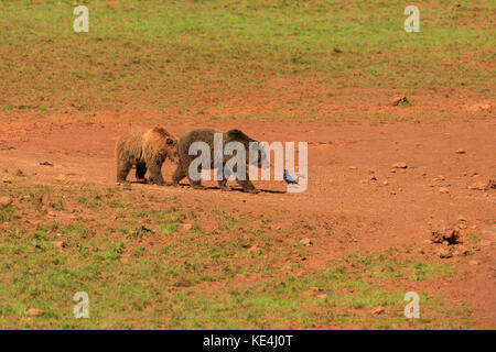 Bären in der Wiese, Parque de la Naturaleza de Cabárceno, Spanien Stockfoto