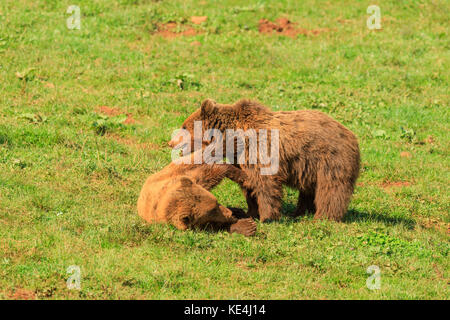 Bären in der Wiese, Parque de la Naturaleza de Cabárceno, Spanien Stockfoto