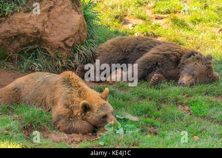 Bären in der Wiese, Parque de la Naturaleza de Cabárceno, Spanien Stockfoto