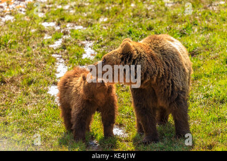 Bären in der Wiese, Parque de la Naturaleza de Cabárceno, Spanien Stockfoto