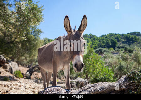 Esel in Olivenhain auf Mallorca, Spanien Stockfoto