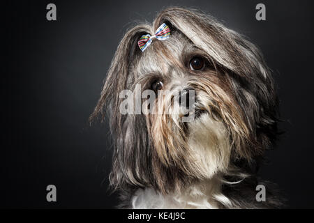 In der Nähe studio Portrait eines süßen Bichon Havaneser Hund mit Schleife, den Kopf schief auf schwarzem Hintergrund. Platz für Text Stockfoto