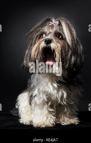 Porträt eines süßen Bichon Havaneser Hund mit Schleife, Gähnen auf schwarzem Hintergrund. Stockfoto