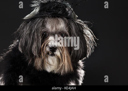 Lustige schließen Portrait eines süßen Bichon Havaneser Hund mit Schwarz Vintage Hut und Schal bekleidet. Hintergrundbeleuchtung auf schwarzem Hintergrund Stockfoto