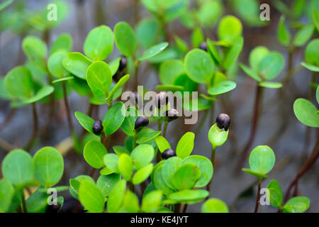 Mangrove Pflanze wächst in sundarbans. Bangladesch Stockfoto