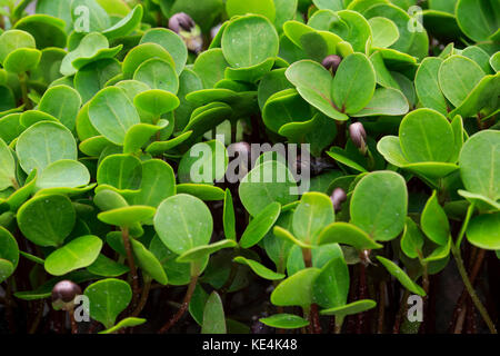 Mangrove Pflanze wächst in sundarbans. Bangladesch Stockfoto