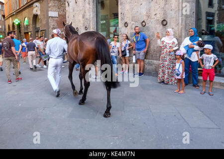 Siena - Italien - 2017. AUGUST: Ein Pferd betritt die Piazza del Campo vor dem morgigen Palio am 15. August 2017 in Siena, Italien. Stockfoto