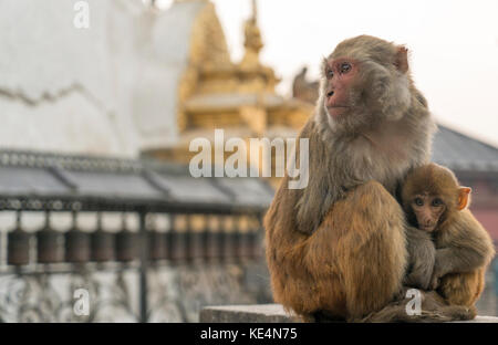 Heilige Affen in swayabunath Tempel in Kathmandu. macaque Rhesusfaktor Mutter und Kind Stockfoto