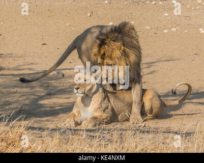 Ein umwerben paar Löwen in der Kgalagadi Transfrontier Park, Südafrika und Botswana. Stockfoto