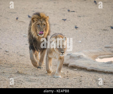 Ein umwerben paar Löwen in der Kgalagadi Transfrontier Park, Südafrika und Botswana. Stockfoto