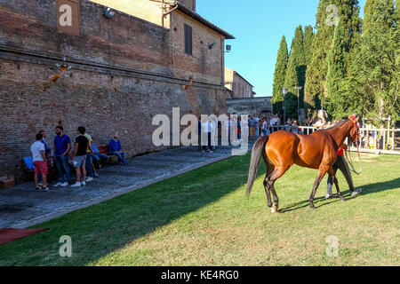 Siena, ITALIEN. 14. August 2017. Ein Pferd bereitet sich auf den 'Palio di Siena' vor Stockfoto