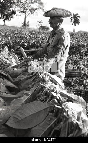 1980 s, älteren Kubanischen Mann mit Hut Ernte von Tabakblättern, Kuba. Stockfoto