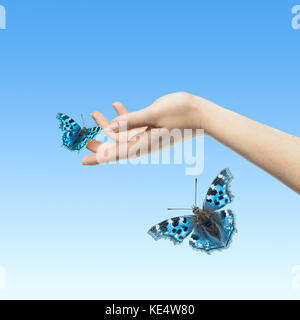 Womans Hände lassen die Schmetterling frei sein zu gehen Stockfoto