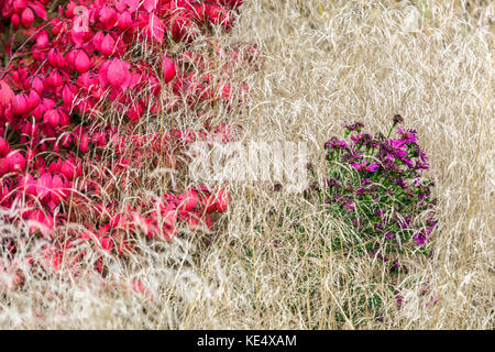 Euonymus alatus rote Herbstblätter Grenze und Aster in trockenem Gras schöne färbende Pflanzen, rot-lila bunte Herbst-Kombination im Garten Stockfoto