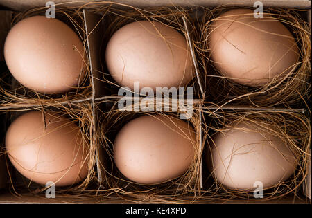 Blick von oben auf die sechs braune Eier im Karton Schuß im Studio Stockfoto