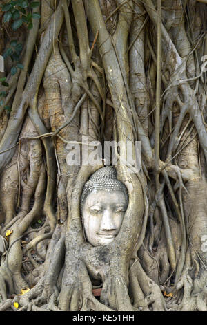 Wahrscheinlich das Symbol von Ayutthaya Historical Park. Der Kopf des Buddha, die in einem Baum gefangen. pic in Thailand aufgenommen wurde, Januar 2015. Stockfoto