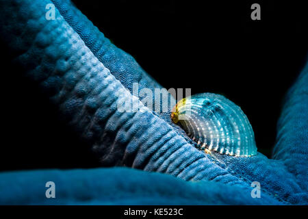 Eine parasitäre kristalline Seesternschnecke, die von einem blauen Seestern beherbergt wird. Stockfoto