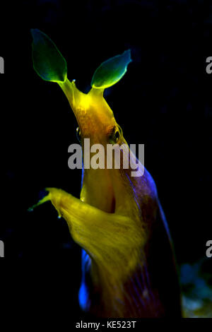 Kopfaufnahme eines männlichen Bandaals, Anilao, Philippinen. Stockfoto