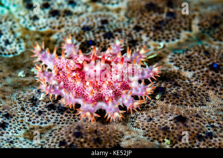 Junge Dornenkrone Seesterne, Cebu, Philippinen. Stockfoto