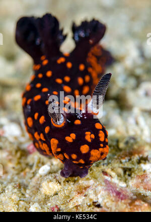 Unbeschriebene ennoia Nacktschnecke, Bohol, Philippinen. Stockfoto