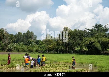 Familie arbeiten am Reisfeld im Sommer Wetter. Die Landwirtschaft ist der wichtigste Wirtschaftszweig in Vietnam Stockfoto