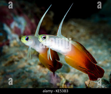 Ein Paar Feuerdartfisch, Milne Bay, Papua-Neuguinea. Stockfoto