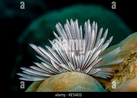 Gemeinsame Staubwedel Wurm, New Ireland, Papua Neu Guinea. Stockfoto