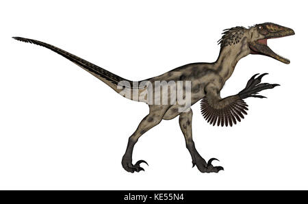 Deinonychus Dinosaurier auf weißem Hintergrund. Stockfoto