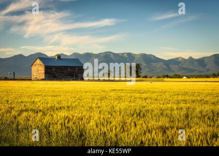 Sommer Sonnenuntergang mit einer alten Scheune und ein Roggen Feld in ländlichen Montana Stockfoto