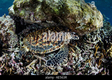 Eine junge Echte Karettschildkröte im Komodo National Park, Indonesia. Stockfoto