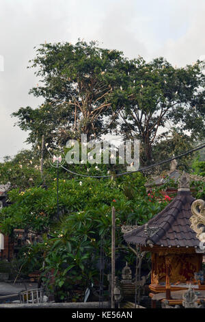 Die weißen Reiher in ein Dorf in Ubud, Bali, Indonesien. Pic wurde im Januar 2016 getroffen. Stockfoto