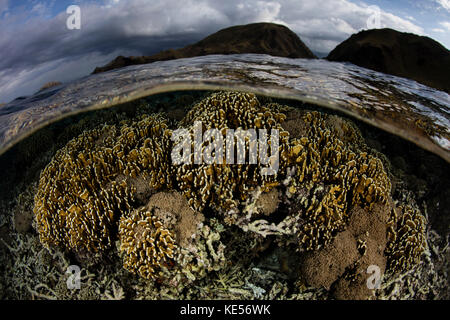 Im Komodo-Nationalpark in Indonesien wächst eine wunderschöne Korallenreihe im flachen Wasser. Stockfoto
