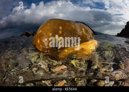 Im Komodo-Nationalpark in Indonesien wächst eine wunderschöne Korallenreihe im flachen Wasser. Stockfoto