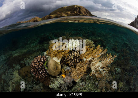 Im Komodo-Nationalpark in Indonesien wächst eine wunderschöne Korallenreihe im flachen Wasser. Stockfoto
