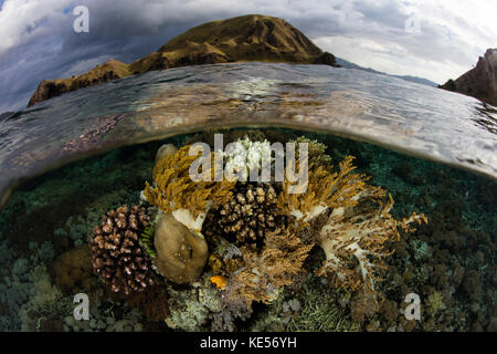 Im Komodo-Nationalpark in Indonesien wächst eine wunderschöne Korallenreihe im flachen Wasser. Stockfoto