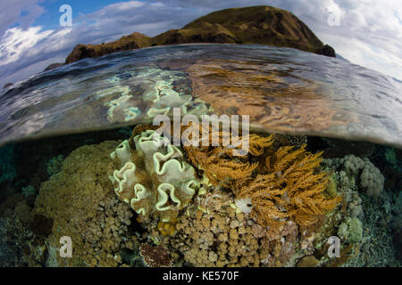 Im Komodo-Nationalpark in Indonesien wächst eine wunderschöne Korallenreihe im flachen Wasser. Stockfoto