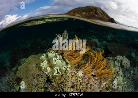 Im Komodo-Nationalpark in Indonesien wächst eine wunderschöne Korallenreihe im flachen Wasser. Stockfoto