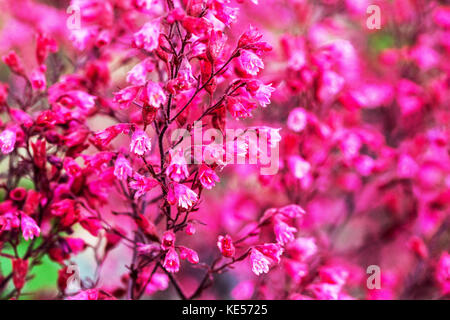 Coral Bells Lila, Flowers, Heuchera „Rave On“ Nahaufnahme Stockfoto