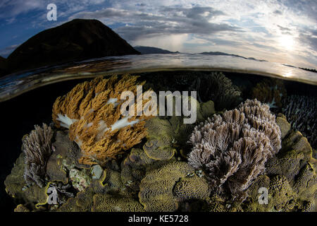 Im Komodo-Nationalpark in Indonesien wächst eine wunderschöne Korallenreihe im flachen Wasser. Stockfoto
