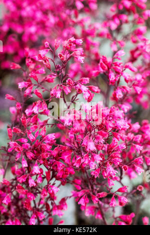 Coral Bells Purple, Flowers, Heuchera „Rave On“ Nahaufnahme Stockfoto