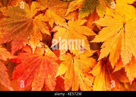 Japanischer Ahorn Acer japonicum „Vitifolium“ Ahorn Herbstlaub Herbstmuster Blätter Vollmond Ahorn Laub wird im Oktober herbstlich Stimmung Stockfoto