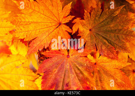 Japanischer Ahorn Acer Japonicum Vitifolium Blätter im Herbst Stockfoto