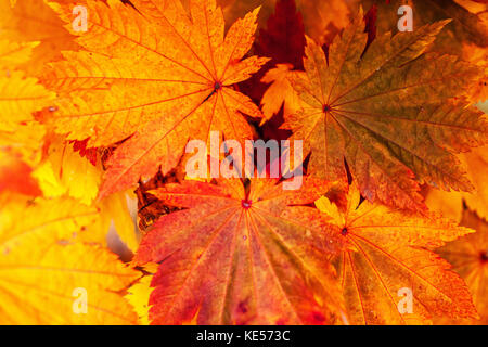 Japanischer Ahorn Acer japonicum „Vitifolium“ Herbstblätter Textur Blätter Herbstmuster Stockfoto